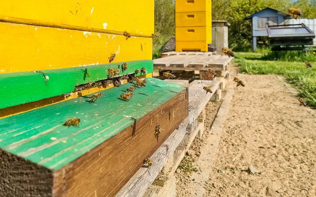 Achtung Bienenpower - Hier summt's!